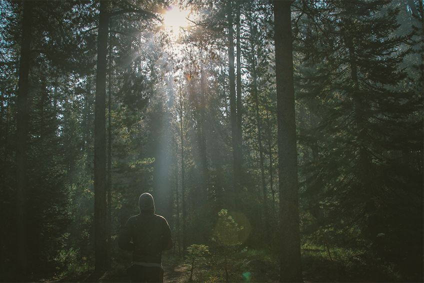 Forest Walk